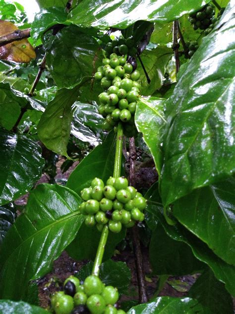 How to Grow Coffee Beans at Home - Coffee Informer | Coffee plant ...
