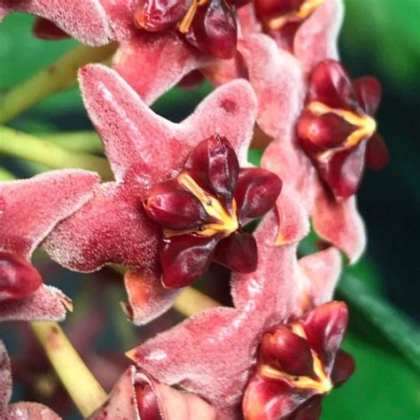 Hoya Lobbii Red Plant | myBageecha