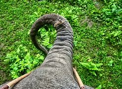 Image result for Baby Elephant Trunk Spin