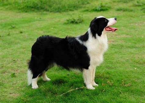 德國牧羊犬 : 粉專「露咪Rumi」的飼主養了一隻德國牧羊犬，名字取為「露咪 | Fanclub