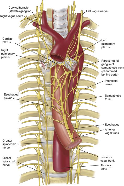 Greater Splanchnic Nerve