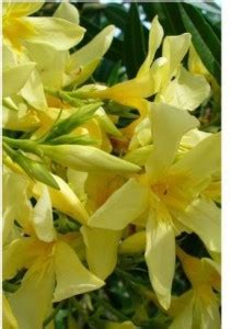 Starlink Kaner Plant Price in India - Buy Starlink Kaner Plant online ...