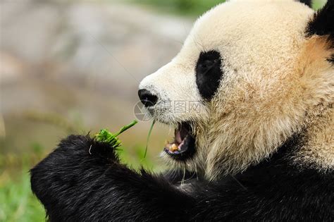 中国国宝大熊猫吃竹子特写高清图片下载-正版图片501653880-摄图网
