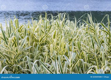 Giant Reed or Arundo Donax in Summer by Lake Stock Photo - Image of ...