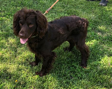 Boykin Spaniel Puppies For Sale | London, KY #349266