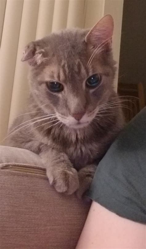 Adopted this senior kitty yesterday. He has a cauliflower ear and a ...
