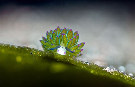 What Are Nudibranchs & Why They're Special - Solitude World