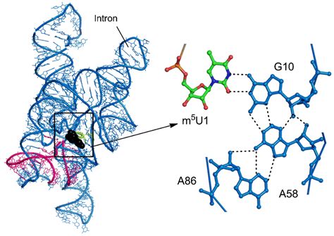 Intron 的图像结果