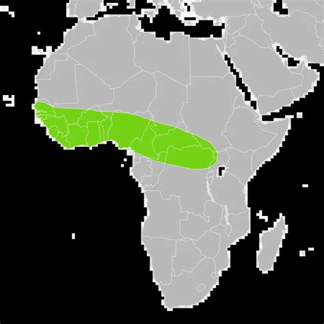 Image result for National Geographic Python