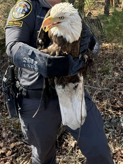 Local heroism takes flight: Animal Control rescues majestic bald eagle ...