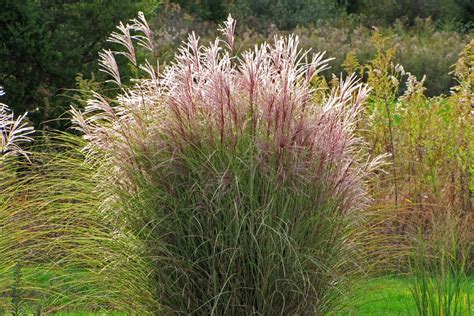 Tall Perennial Grasses