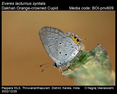 Everes lacturnus syntala | Butterfly