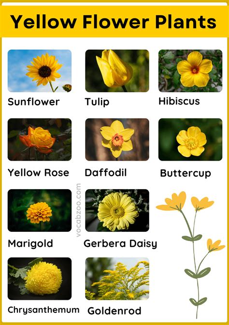 30 Yellow Flower Plants Names in English and Pictures