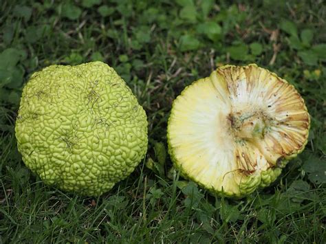 Do Hedge Apples Keep Pests Away? The Answer Might Surprise You - A-Z ...