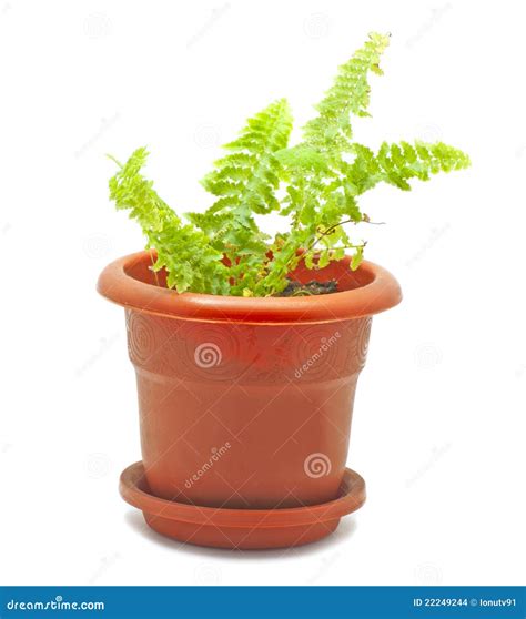 Small potted plant stock photo. Image of type, plants - 22249244