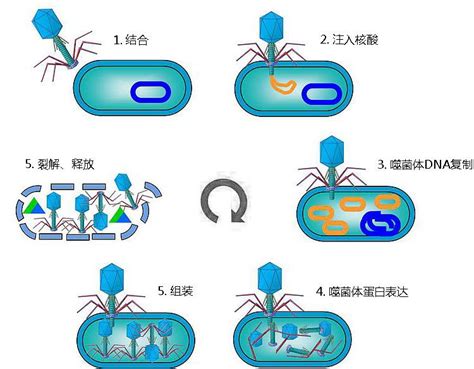 「细菌」和「病毒」有什么区别？ - 知乎