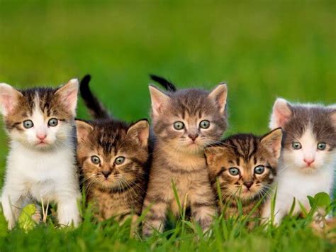 Common Cherokee Last Names 的图像结果