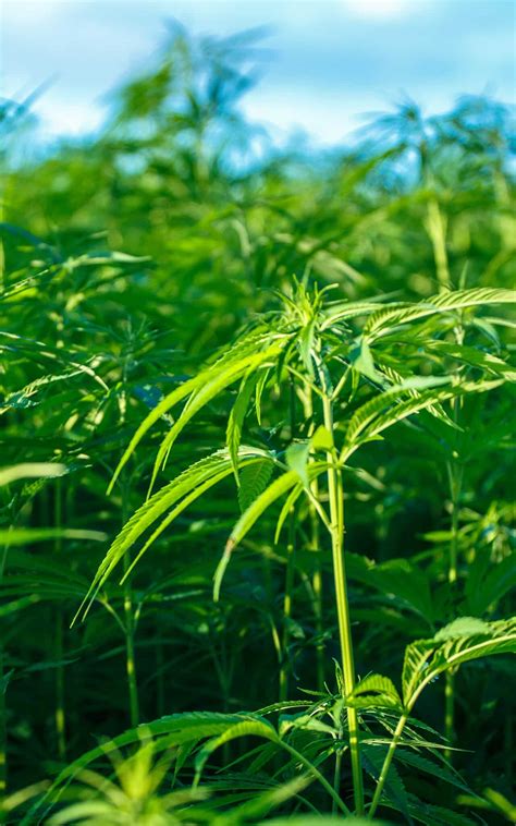 The natural life cycle of cannabis in the wild - Cannabis College