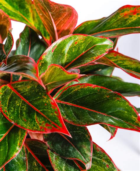 Care Of Lipstick Aglaonema Chinese Evergreen Red Aglaonema, 46% OFF