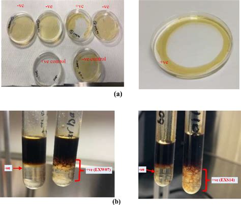 Image result for Emulsification Test Kit