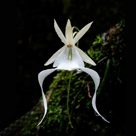 Ghost Orchid: Photos and Cultivation Secrets - Dendrophylax lindenii – Hanami Botanic