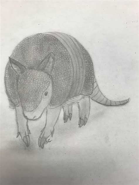 Armadillo Pencil Drawing Armadillo Drawings For Sale Fine Art