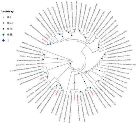 Decoding Peroxidase Gene Function in Heat Stress Adaptation of ...