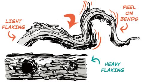 Image result for Tree Bark Tutorial