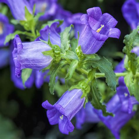 Canterbury Bells Seed - Campanula Medium Blue Flower Seeds