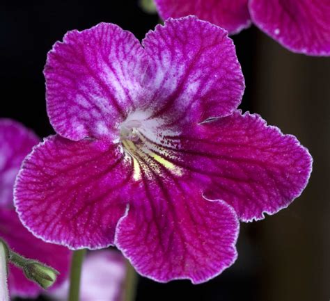 40 Flowers That Start With C (List of Flower Names C)