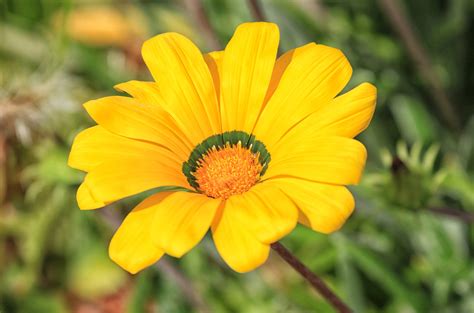 Gazania Rigens (Gazânia) » João Clérigo - Photography