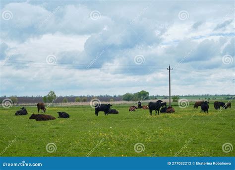 Farm Purebred Animals Group of Cattle Walk and Sleep in Grass among ...