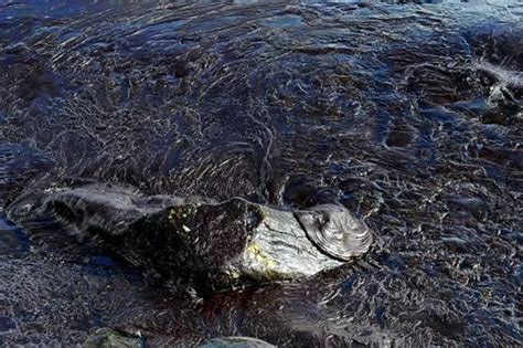 Authorities Struggle To Contain Oil Spill Three Days After Two Vessels ...