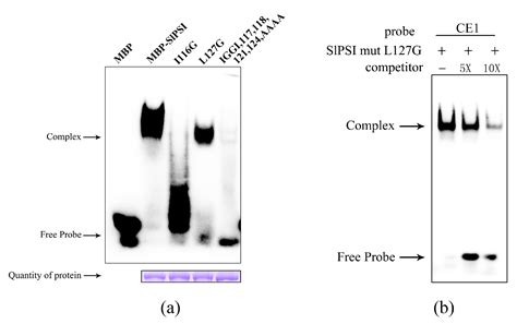 P-element Somatic Inhibitor Protein Binding a Target Sequence in dsx ...