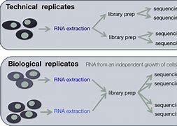 Image result for replicates