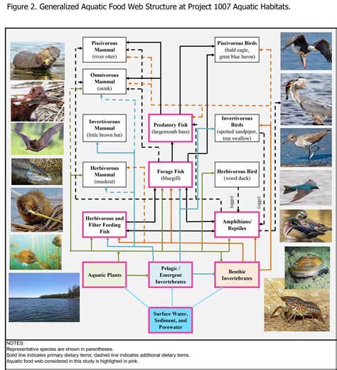 AECOM - PFAS | Site-Specific Bioaccumulation Conditions