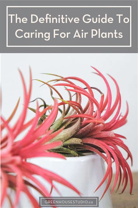 Air Plant Care Guide - Watering, Fertilizing, Growing, Light ...