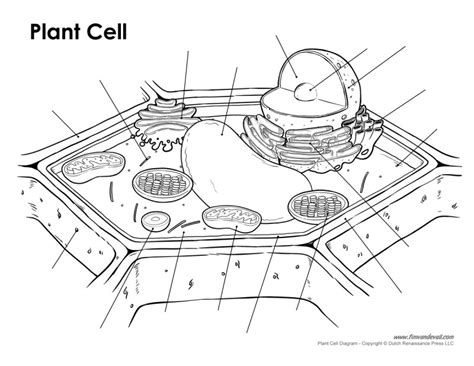 Cell Structure Unlabeled 的图像结果