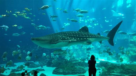 Zoos & Aquariums: Bucket List - Wanderlust on a Budget