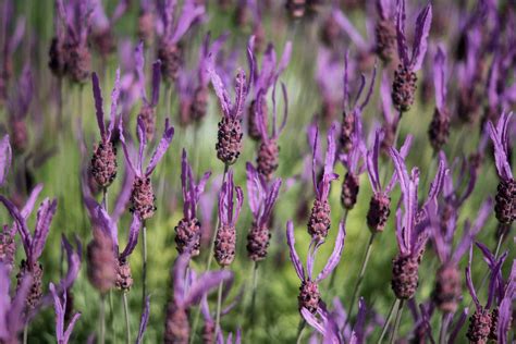 32 Best Deer-Resistant Flowering Plants to Grow | Deer resistant plants ...