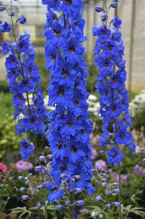 Million Dollar Blue - Hybrid Bee Delphinium - Delphinium elatum ...