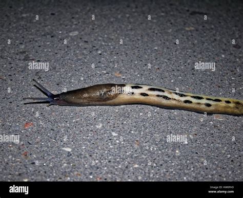Snail without shell hi-res stock photography and images - Alamy