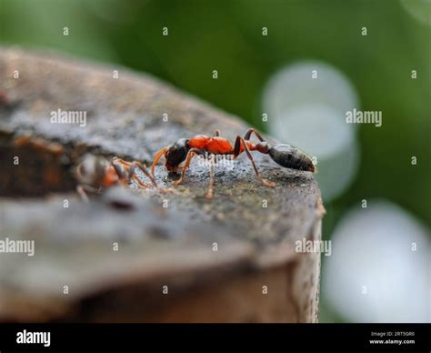 A red-black Ant sitting on wood in an outdoor Stock Photo - Alamy