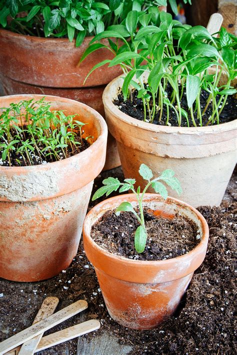 10 Easiest Vegetables to Grow Indoors Year-Round—No Grow Lights Needed ...