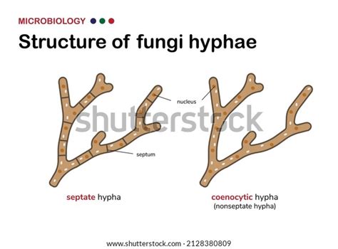 Mold Inspector 的图像结果