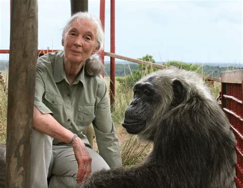 Jane Goodall: The Woman Who Redefined Our Connection with Nature ...