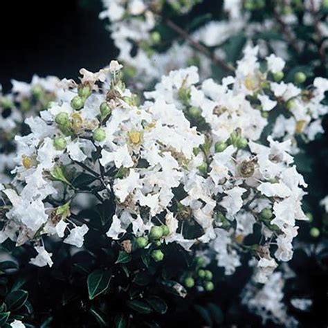 Diamond Dazzle® Dwarf Crape Myrtle Shrubs at Lowes.com