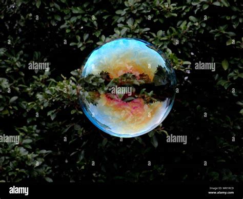 Soap plant hi-res stock photography and images - Alamy