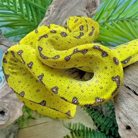 Image result for Manokwari Green Tree Python