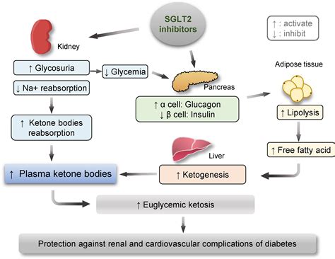 Frontiers | Therapeutic Targeting of SGLT2: A New Era in the Treatment ...
